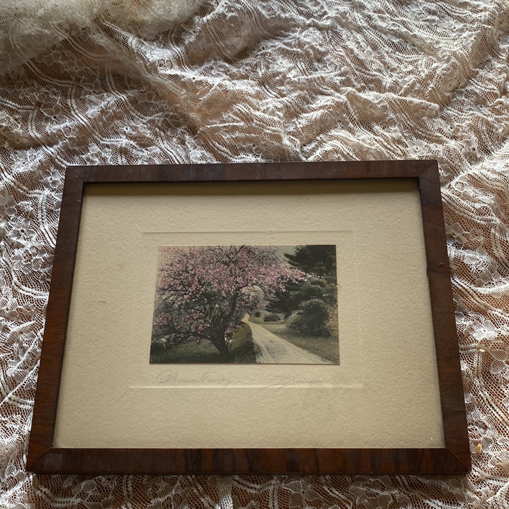 Vintage David Davidson signed “Blossom Canopy”framed & matted hand colored photo - Picture 4 of 8